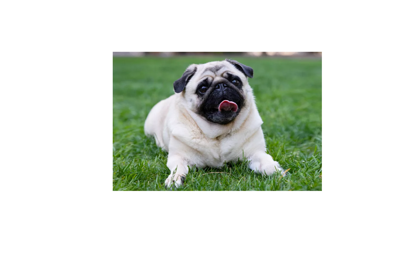 Photograph of a dog, decoded from a local OME-NGFF Zarr store.